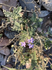 Glandularia gooddingii