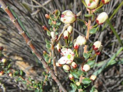 Agathosma stipitata