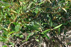 Capparis odoratissima