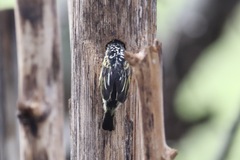 Pogoniulus pusillus