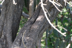 Capparis odoratissima