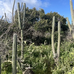 Capparis odoratissima