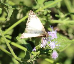 Heliopetes laviana