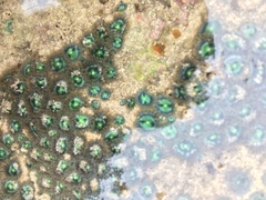 Zoantharia