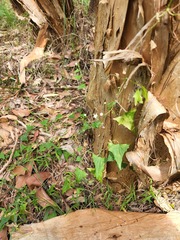 Zehneria cunninghamii