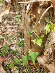 Zehneria cunninghamii