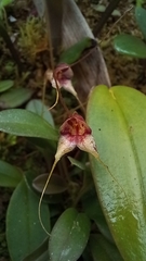 Masdevallia