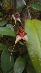 Masdevallia