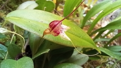 Masdevallia