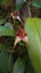 Masdevallia