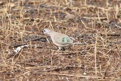 Turtur chalcospilos