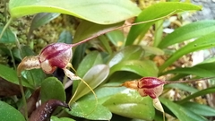 Masdevallia