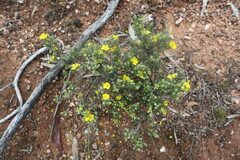 Hibbertia crinita