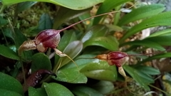 Masdevallia