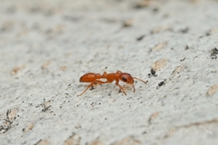Pseudomyrmex apache