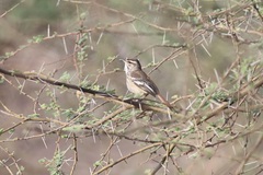 Cercotrichas leucophrys