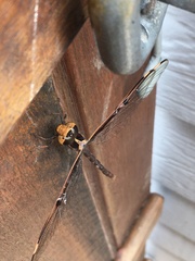 Telephlebia godeffroyi