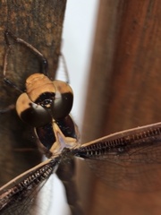 Telephlebia godeffroyi