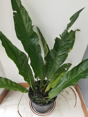 Anthurium crenatum