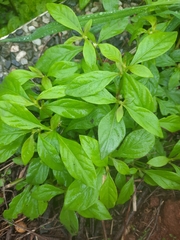 Alternanthera bettzickiana