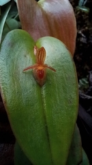 Pleurothallis