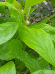 Alternanthera bettzickiana