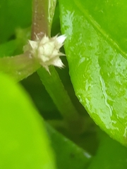 Alternanthera bettzickiana