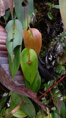 Pleurothallis