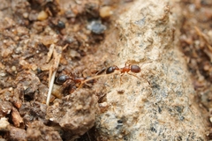 Cardiocondyla mauritanica