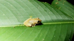 Pristimantis cruentus