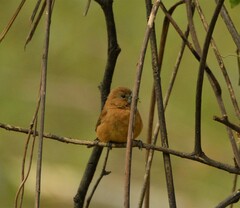 Cyanoloxia brissonii