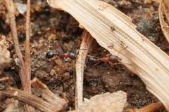 Cardiocondyla mauritanica