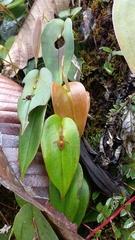 Pleurothallis