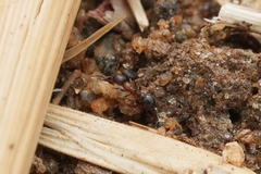 Cardiocondyla mauritanica
