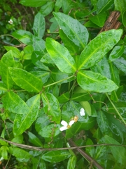 Tetrastigma formosanum