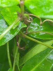 Tetrastigma formosanum