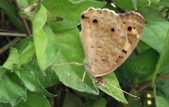 Junonia orithya wallacei