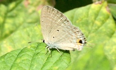 Catochrysops strabo strabo
