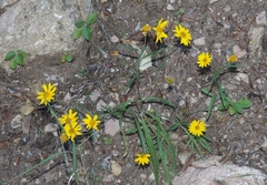 Heliopsis parvifolia
