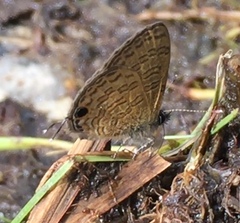 Prosotas nora superdates