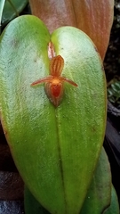 Pleurothallis