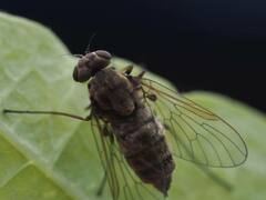 Chrysopilus pilosus