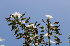Ipomoea pauciflora