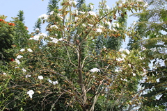 Ipomoea pauciflora