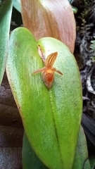 Pleurothallis