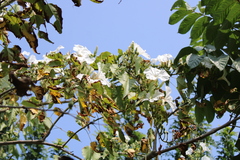 Ipomoea pauciflora