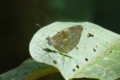 Dismorphia lewyi