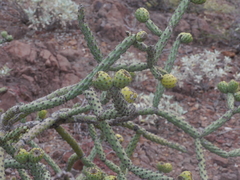 Cylindropuntia thurberi