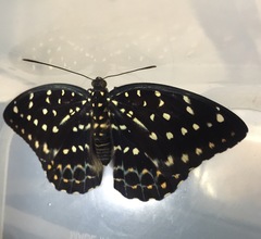 Lexias dirtea merguia
