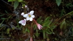 Epidendrum